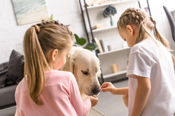 Podawanie psu karmy przez dzieci
